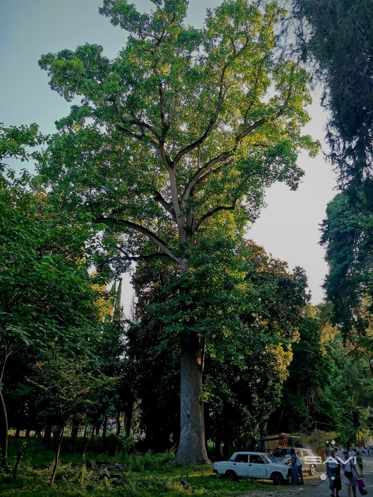 liriodendron tyulpanovyy 161